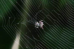 Gasteracantha diardi