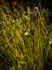 Eriophorum vaginatum