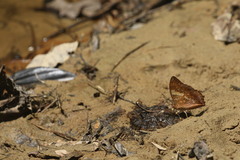 Charaxes bernardus