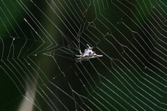 Gasteracantha diardi