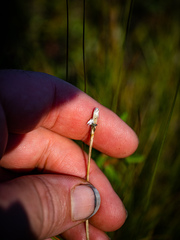 Eriophorum vaginatum