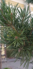 Pinus sylvestris