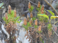 Lavandula viridis