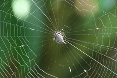 Gasteracantha diardi