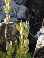 Phlomis purpurea