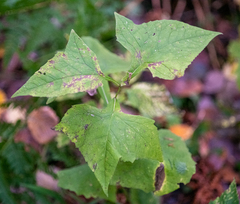 Parasenecio hastatus