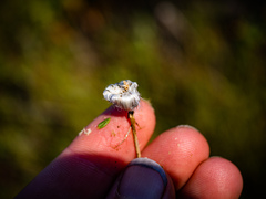 Eriophorum vaginatum