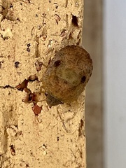 Diolcus chrysorrhoeus