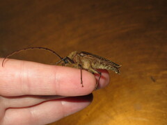 Prionoplus reticularis