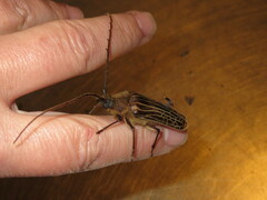 Prionoplus reticularis