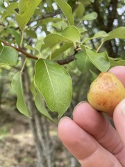 Pyrus communis