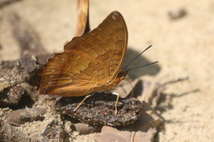 Charaxes bernardus