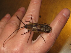 Prionoplus reticularis