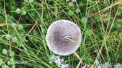 Cantharellula umbonata