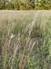 Andropogon ternarius