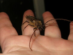 Prionoplus reticularis