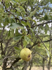 Pyrus communis