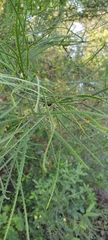 Parkinsonia aculeata