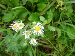Erigeron strigosus