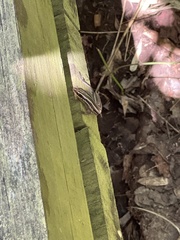 Plestiodon inexpectatus