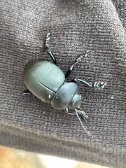 Timarcha tenebricosa