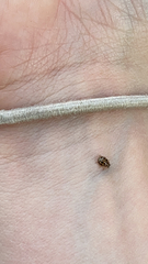 Tytthaspis sedecimpunctata