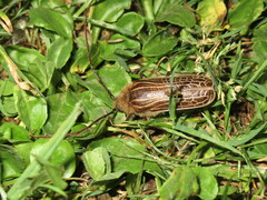 Prionoplus reticularis