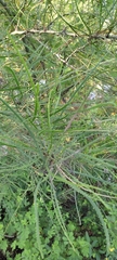 Parkinsonia aculeata