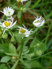 Erigeron strigosus