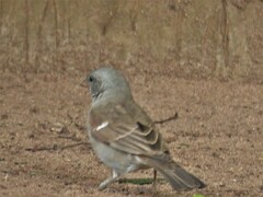 Passer diffusus stygiceps