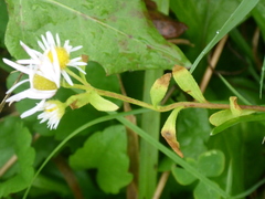 Erigeron strigosus