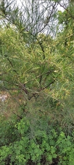 Parkinsonia aculeata