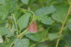 Arhopala