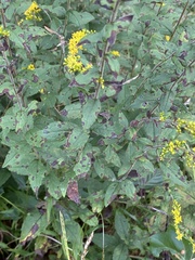 Solidago rugosa