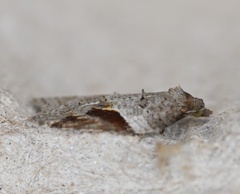 Acleris macdunnoughi
