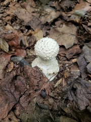 Amanita magniverrucata