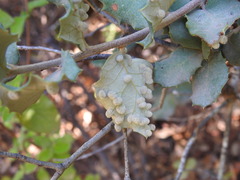 Dryomyia lichtensteinii