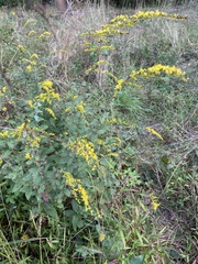 Solidago rugosa