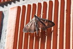 Cydalima perspectalis