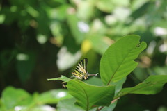 Graphium antiphates
