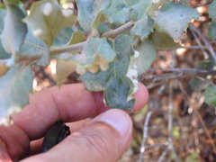 Dryomyia lichtensteinii