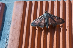 Cydalima perspectalis