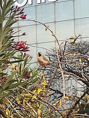 Saltator aurantiirostris