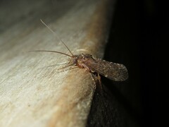 Hydrobiosidae