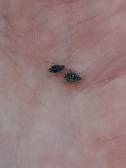 Aphis gossypii