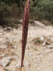 Bothriochloa ischaemum