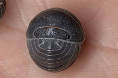 Armadillo officinalis