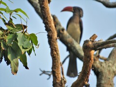 Lophoceros alboterminatus