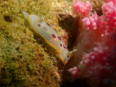 Goniobranchus tumuliferus