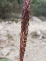 Bothriochloa ischaemum